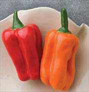 red and orange porcelain peppers