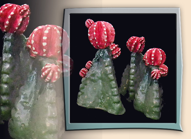 Set of three fantasy cacti based on hybrid variety