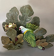 Mariana Fruit Dove Nestled among Fig Tree